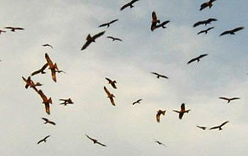 Rapaci nel parco naturale los Alcornocales Uccelli rapaci nel parco naturale los Alcornocales