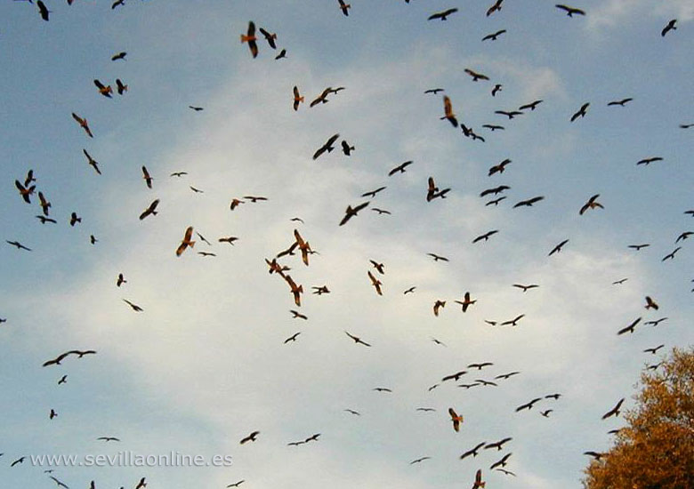 Uccelli rapaci nel parco naturale los Alcornocales