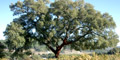 Alcornoque (quercia da sughero) in parco naturale los Alcornocales, provincia Cadice - Andalusia, Spagna