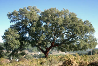 Parco naturale los Alcornocales (i sugheri)