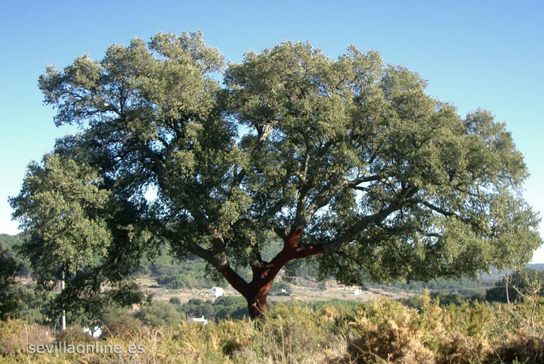 Natuurpark los Alcornocales, een kurkeik - provincie Cadiz, Andalusië.