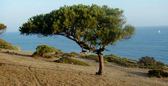 Pijnboom in el acantilado y pinar de Barbate natural park 