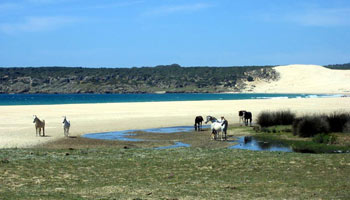 Cavalli liberi davanti della duna di Bolonia, Costa de la Luz