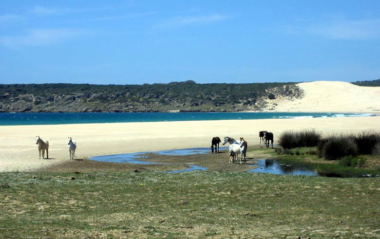 Caballos libres en la playa de Bolonia, con la duna de fondo - Costa de la Luz