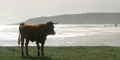 Zon, zee, strand en stier in Bolonia, Costa de la Luz