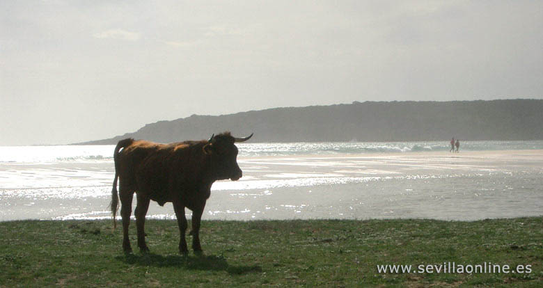 Zon, zee, strand en stier in Bolonia aan de Costa de la Luz - Andalusië, Spanje. 