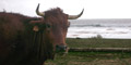 Stier aan het strand in Bolonia, Costa de la Luz