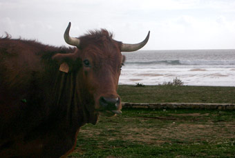 'Toro en la Playa' Bolonia, Costa de la Luz