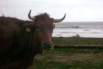 Stier aan het strand in Bolonia, Costa de la Luz