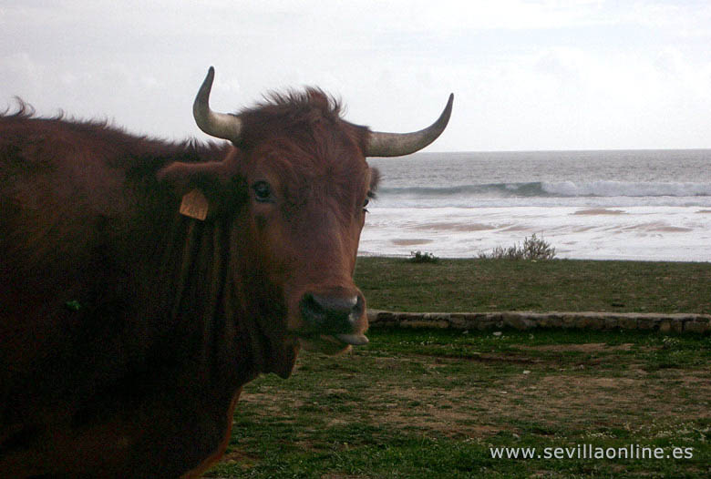 Very exclusive! Cow on the beach in Bolonia | Costa de la Luz - Andalusia, Spain.