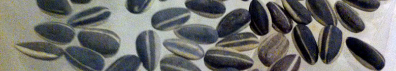 Ai Weiwei's porcelain sunflower seeds.